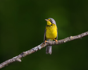 Canada Warbler Perched on Tree Branch on Green Background
