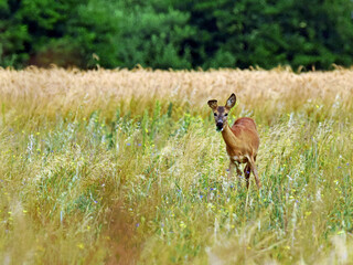Dzika natura-sarna © Edward
