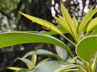 The housefly, Fly, Housefly on a leaf