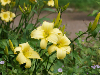 Hemerocallis hybride | Hémérocalles ou Lis d'un Jour aux pétales ondulées jaune citron, coeur vert et feuillage élégant