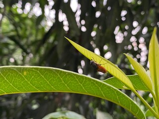 The housefly, Fly, Housefly on a leaf