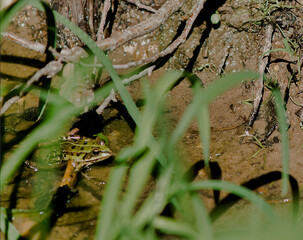 Grenouille verte dans les étangs de Dombes, France