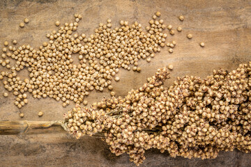 cluster of gluten free white sorghum seeds against textured bark paper