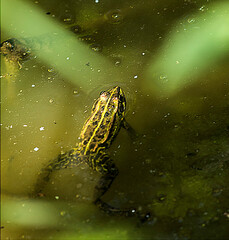 Grenouille verte en Dombes, France