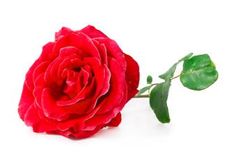Naklejka premium Red rose flower isolated on a white background.
