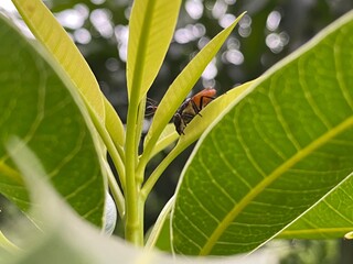 The housefly, Fly, Housefly on a leaf