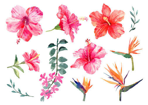 Set of exotic watercolor flowers. Hibiscus, butterfly tree, bird in paradise flower. Botanical illustration. Isolated on white background