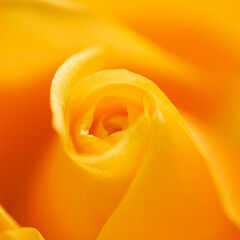 Blooming sunny yellow rose closeup, natural floral background