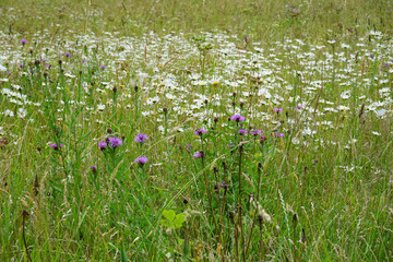 Eine Wildblumenwiese im Juni mit weiß und lila blühenden Blumen - A wildflower meadow in June with white and purple blooming flowers