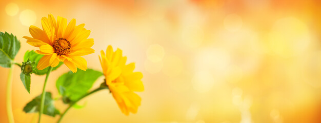 Fototapeta na wymiar Beautiful yellow flowers on blurred background with bokeh and copy space. Autumn or summer festive natural background.