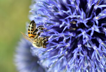 Biene auf einer blauen Kugeldistel