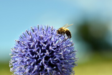 Biene auf einer blauen Kugeldistel