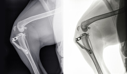 Digital X-ray of a knee of a dog after Tibial Tuberosity Advancement or TTA surgery for cruciate ligament rupture. Left isolated on black, right isolated on white