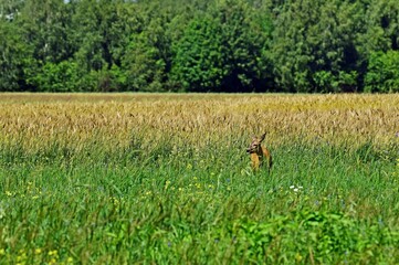 Dzika natura-sarna © Edward