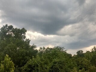 clouds over the forest