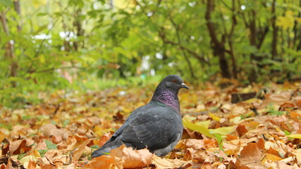 Dove on fallen leaves.
