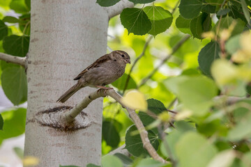 Male, Female and Baby Sparrow