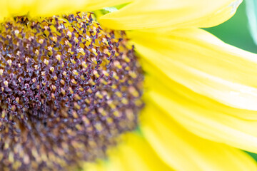 close up of sunflower