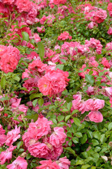 colorful roses in the garden