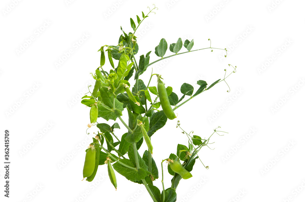 Poster green peas isolated