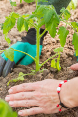 Tomato seedlings are planted in a greenhouse in the summer in the garden