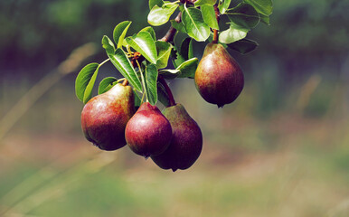 Birnenbaum mit Birnen