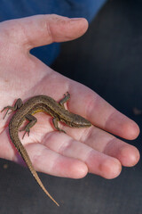 Green lizard in a child's hand in the summer on the street