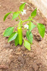 Pepper seedlings grow in the garden in summer