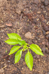 Pepper seedlings grow in the garden in summer