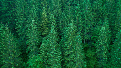 Top view from the drone to the green spruce forest.