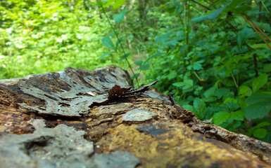 Decorative tree bark patterns in the green forest