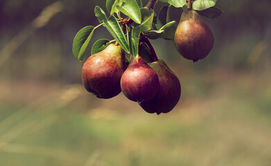 Birnenbaum mit Birnen