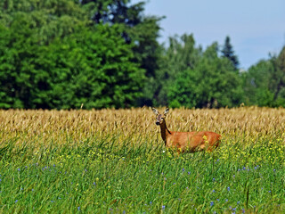 Dzika natura-sarna © Edward