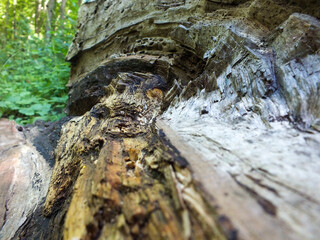Decorative tree bark patterns in the green forest
