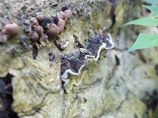Tree mushrooms on dead fallen tree trunk in the forest