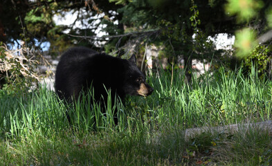 black bear peeks into the light