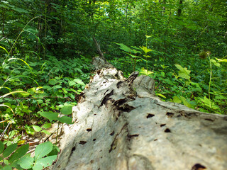 Decorative tree bark patterns in the green forest