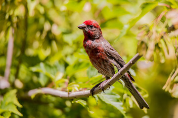 Red House Finch, Adult Male