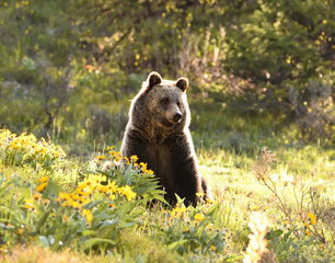 Fototapeta na wymiar sunlit grizzly