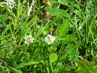 Bee bumblebee on white wildflower