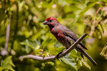 Red House Finch, Adult Male