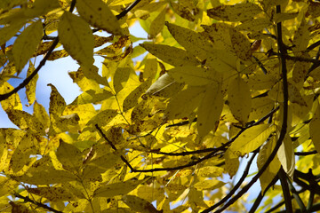 Jesienne liście na tle nieba