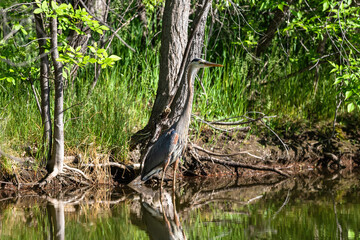 A long-necked Great Blue Heron standing by the edge of a lake is well camouflaged by a tree in a lush forested setting.