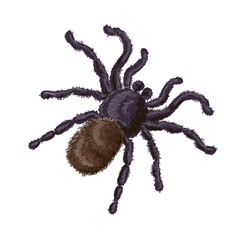 Tarantula spider in black and brown colors. Drawing is isolated on a white background. Stock vector illustration.