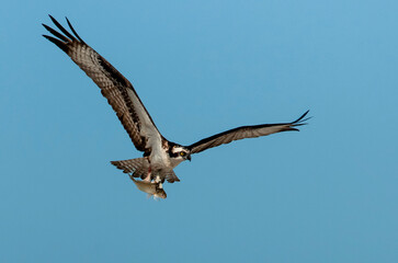 Osprey with catch