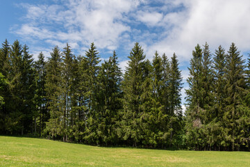 Fichtenwald mit blauem Himmel und Wolken und Wiese im Vordergrund bei Sonnenschein