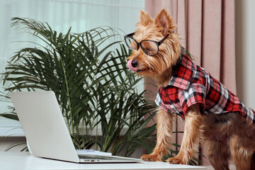 Cute terrier dog looking at laptop on wooden table in office. Haircut at the dog
