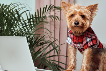 A cute brown terrier puppy is typing on a laptop and looking, looking at camera.