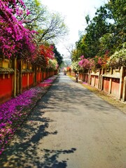 All about Bougainville flowers. Fall this flowers in side the road. 