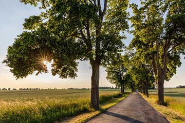 scenic avenue in Mecklenburg-Vorpommern, Germany